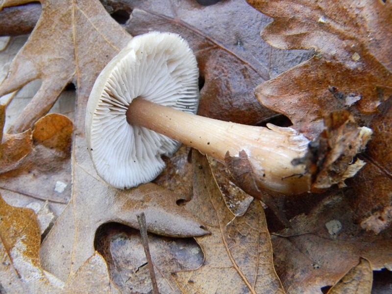 11) Fotogr.il 26.12.2014.sotto Quercia