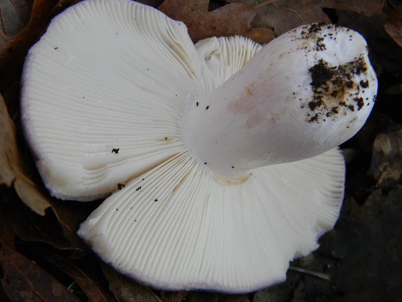 9) Fotogr.il 26.12.2014.sotto Quercia