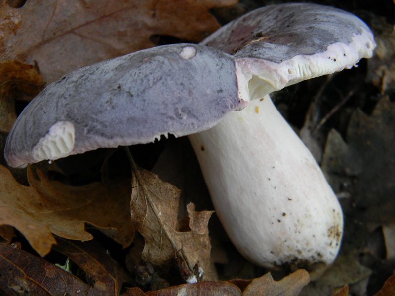 9) Fotogr.il 26.12.2014.sotto Quercia