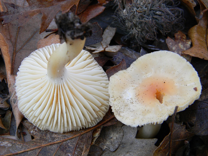 10) Fotogr.il 26.12.2014.sotto Quercia