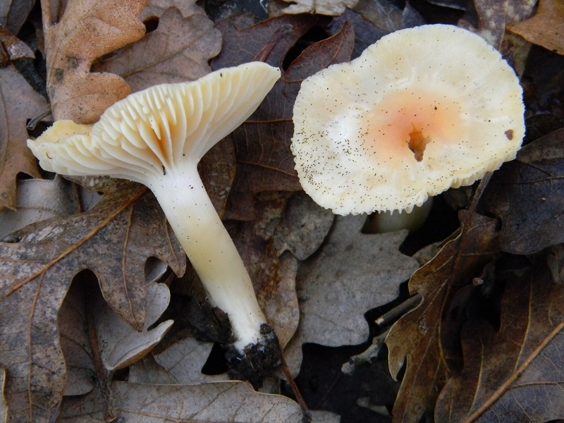 10) Fotogr.il 26.12.2014.sotto Quercia