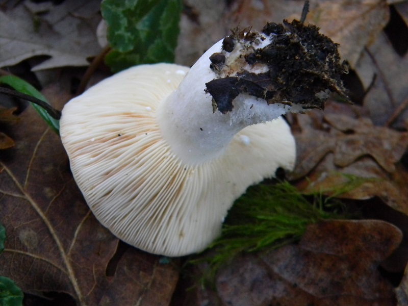 12) Fotogr.il 26.12.2014.sotto Quercia