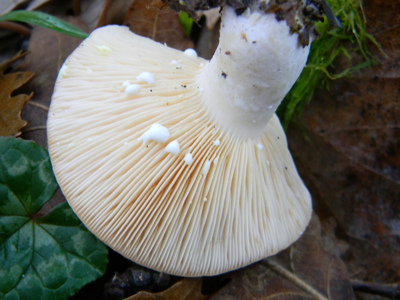 12) Fotogr.il 26.12.2014.sotto Quercia