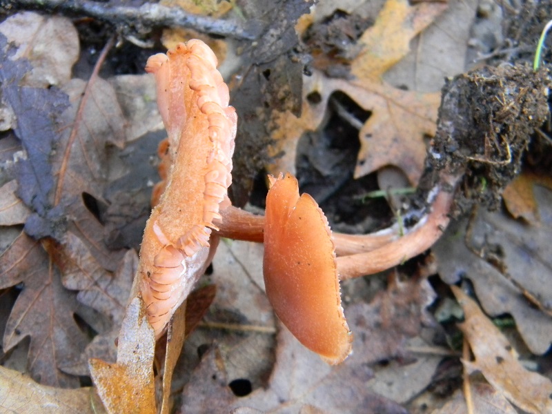 8) Fotogr.il 26.12.2014.sotto Quercia