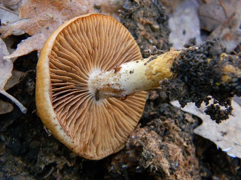 14) Fotogr.il 26.12.2014.sotto Quercia