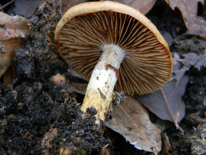 14) Fotogr.il 26.12.2014.sotto Quercia