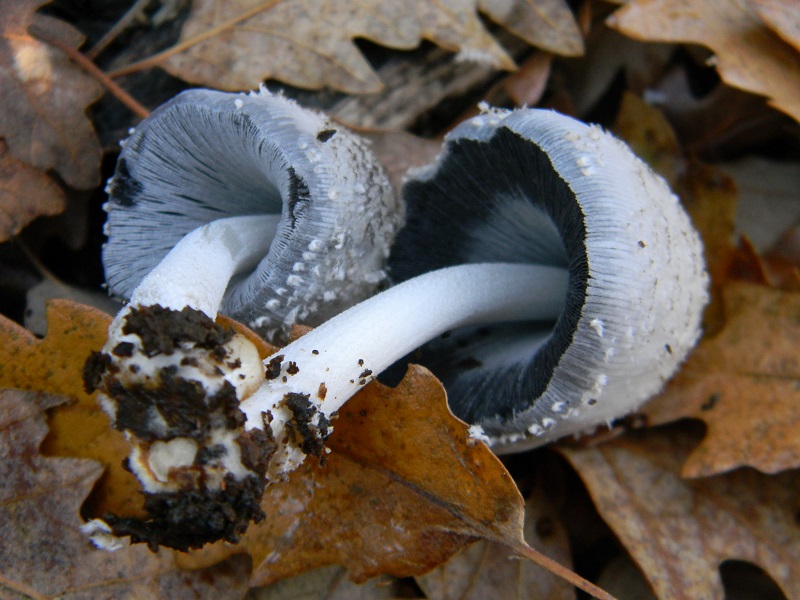 15) Fotogr.il 26.12.2014.sotto Quercia lignicolo