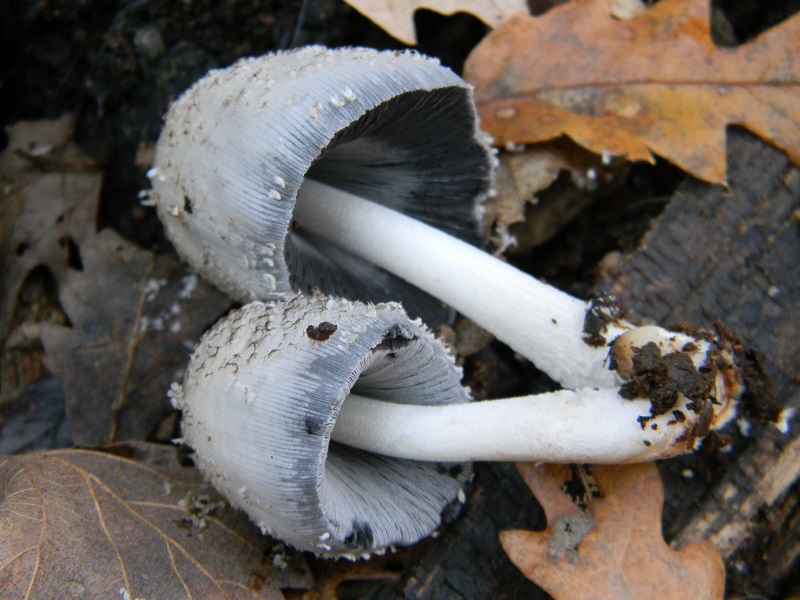 15) Fotogr.il 26.12.2014.sotto Quercia lignicolo