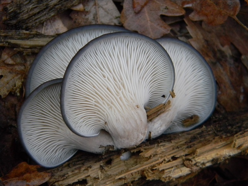 18) Fotogr.il 26.12.2014.sotto Quercia