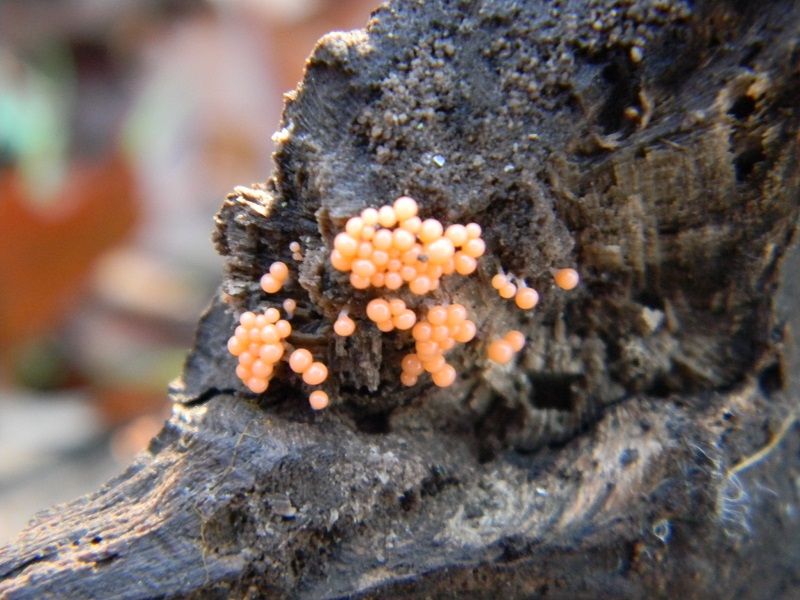 20) Fotogr.il 26.12.2014.sotto Quercia legnicolo ultimo ritr.