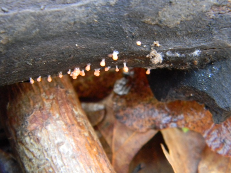 20) Fotogr.il 26.12.2014.sotto Quercia legnicolo ultimo ritr.