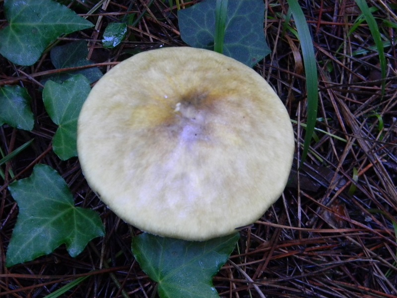 7)Fotogr.il 26.11.2016.sotto pineta marina con Leccio