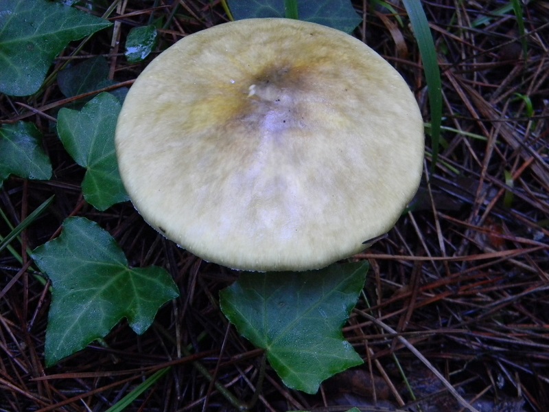 7)Fotogr.il 26.11.2016.sotto pineta marina con Leccio