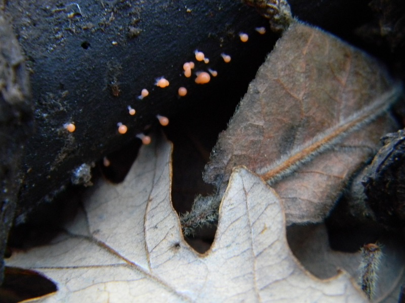 20) Fotogr.il 26.12.2014.sotto Quercia legnicolo ultimo ritr.