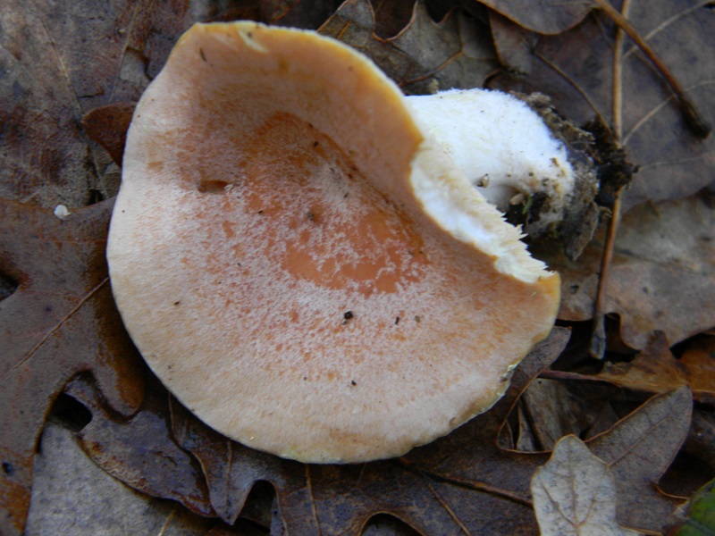 12) Fotogr.il 26.12.2014.sotto Quercia