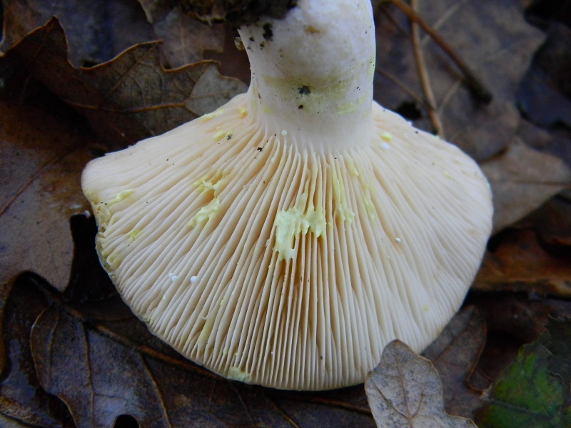 12) Fotogr.il 26.12.2014.sotto Quercia