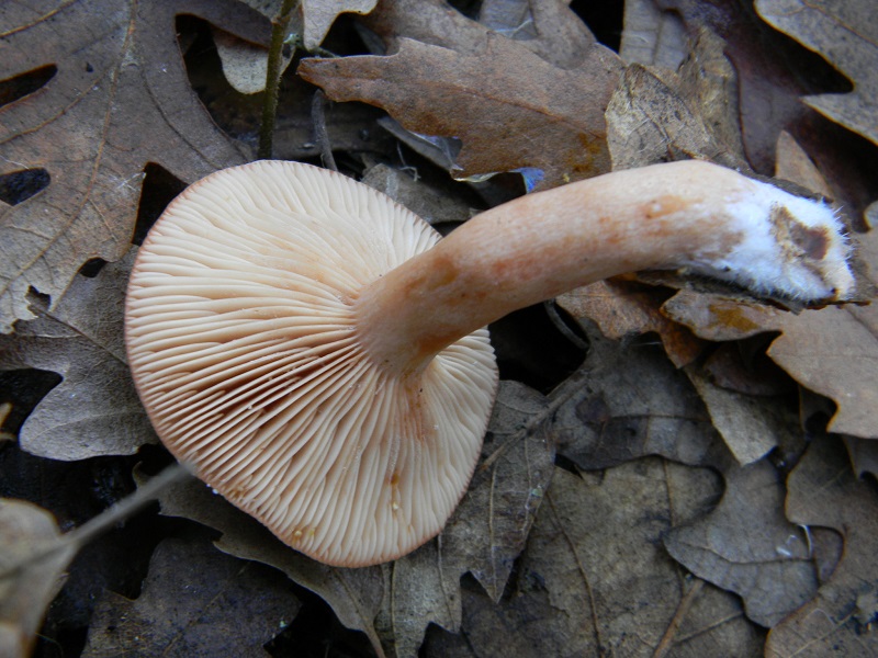 13) Fotogr.il 26.12.2014.sotto Quercia