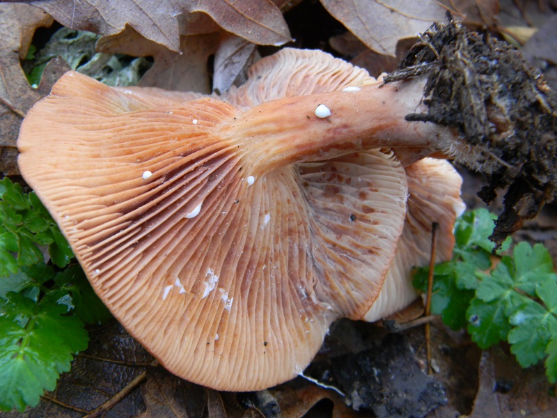 16) Fotogr.il 26.12.2014.sotto Quercia