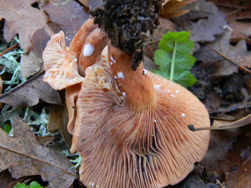 16) Fotogr.il 26.12.2014.sotto Quercia