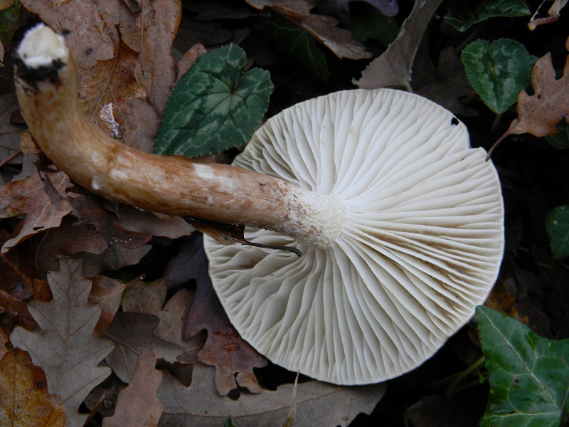 19) Fotogr.il 26.12.2014.sotto Quercia