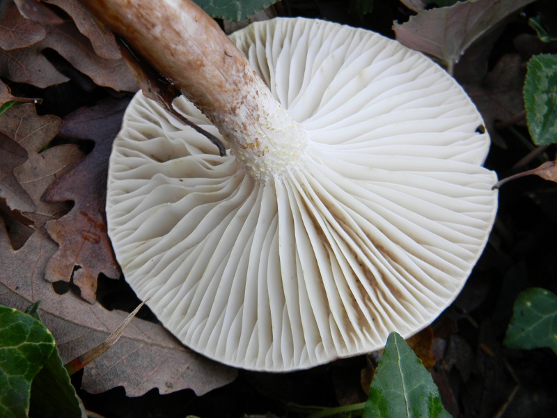 19) Fotogr.il 26.12.2014.sotto Quercia