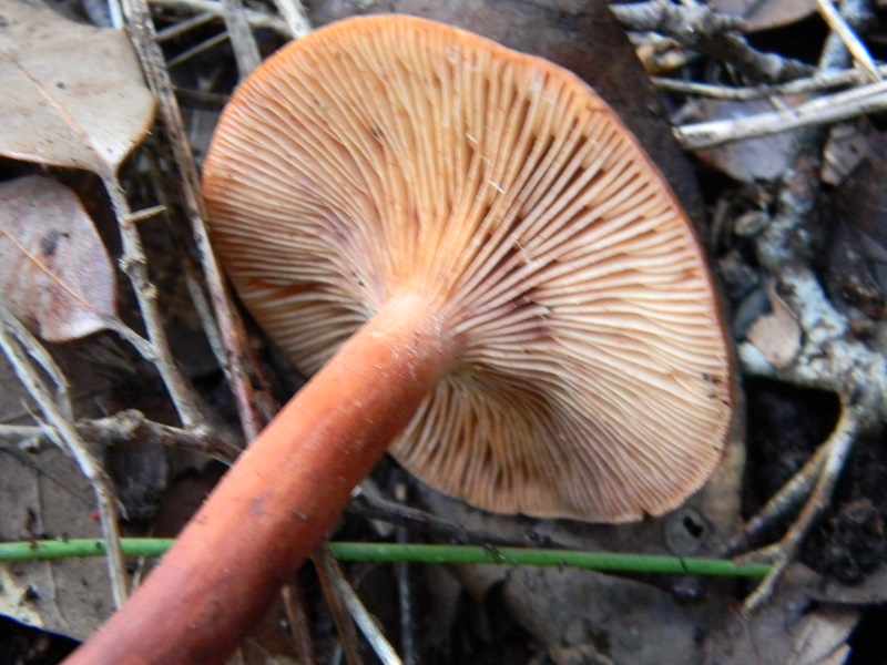 1) Fotogr.il 27.12.2014.sotto pineta con Leccio