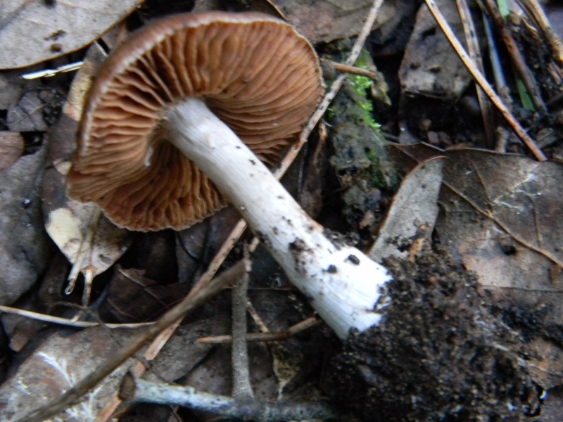 2)Fotogr.il 27.12.2014.sotto pineta con Leccio