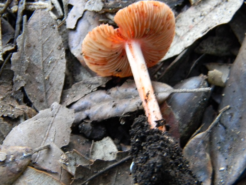 3) Fotogr.il 27.12.2014.sotto pineta con Leccio