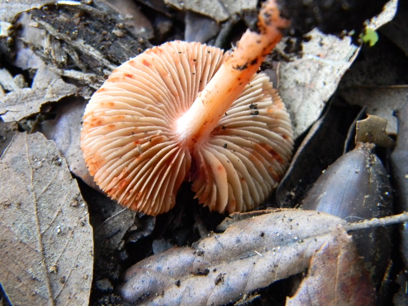 3) Fotogr.il 27.12.2014.sotto pineta con Leccio