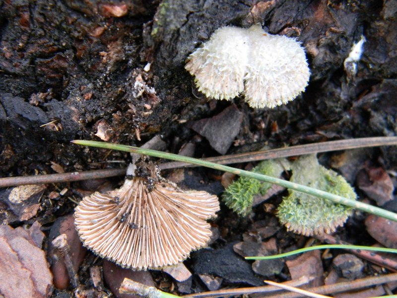 6) Fotogr. il 18.01.2013. sotto pineta marina con Leccio