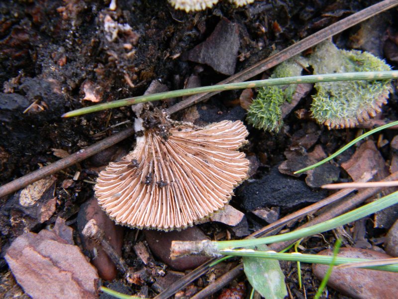 6) Fotogr. il 18.01.2013. sotto pineta marina con Leccio