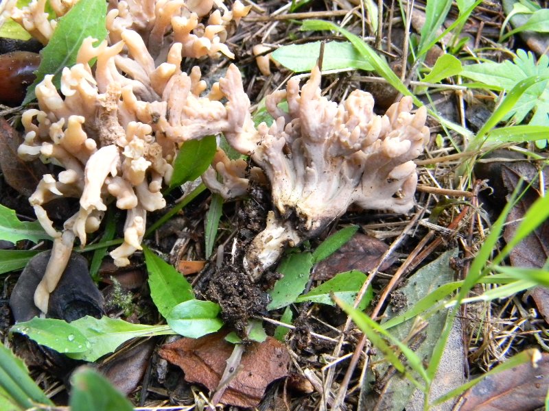 7) Fotog. il 18.01.2013. sotto pineta marina con Leccio