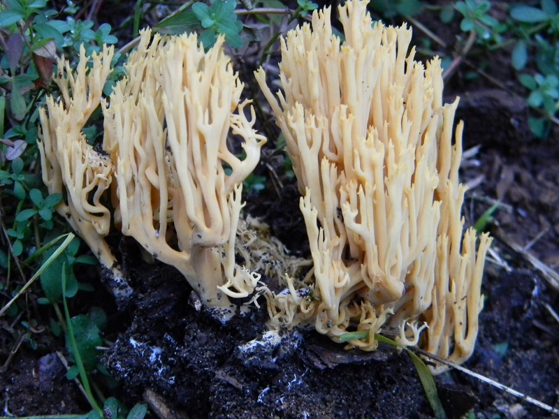 4) Fotogr.il 27.12.2014.sotto pineta con Leccio