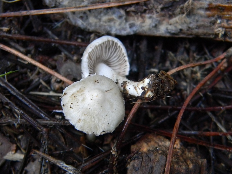 5) Fotogr.il 27.12.2014.sotto pineta con Leccio