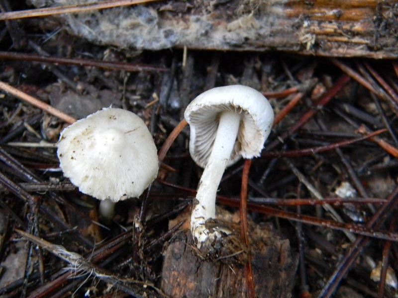 5) Fotogr.il 27.12.2014.sotto pineta con Leccio