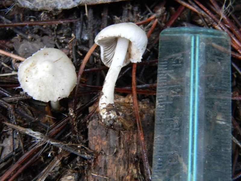 5) Fotogr.il 27.12.2014.sotto pineta con Leccio