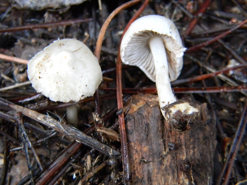 5) Fotogr.il 27.12.2014.sotto pineta con Leccio