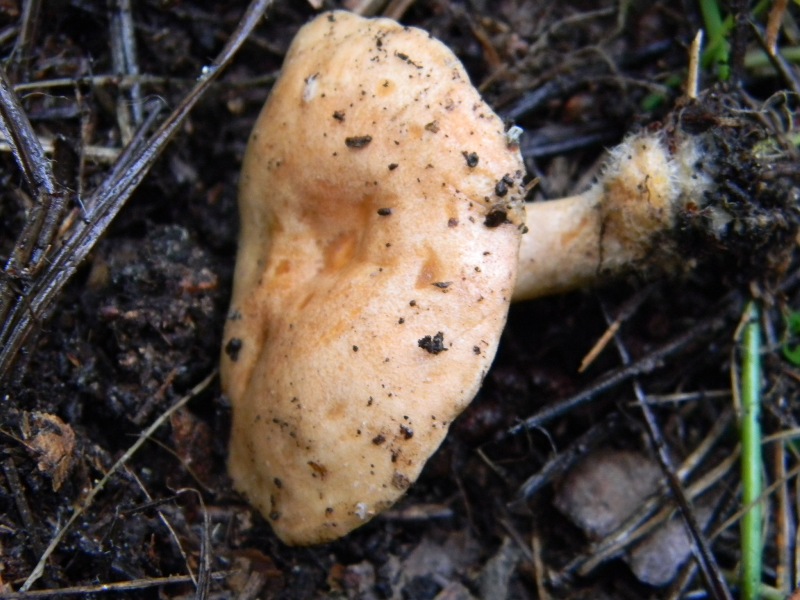 8) Fotog. il 18.01.2013. sotto pineta marina con Leccio