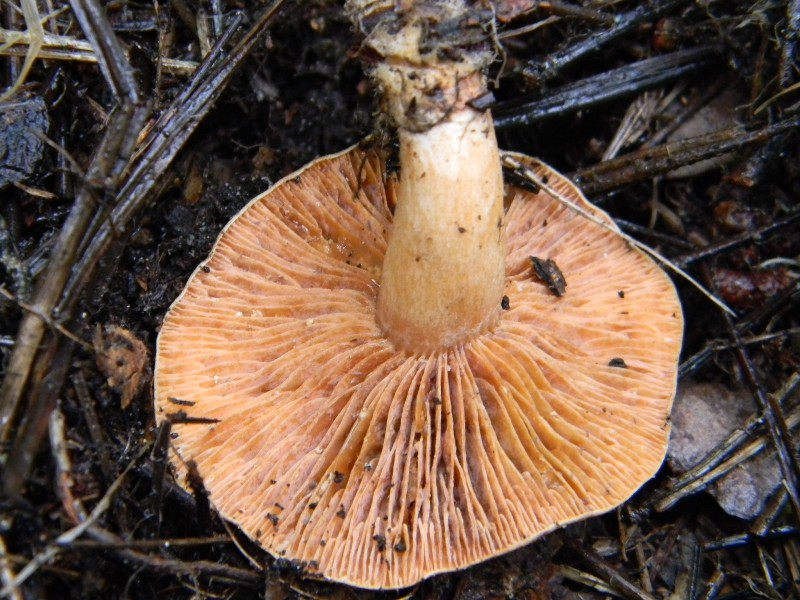 8) Fotog. il 18.01.2013. sotto pineta marina con Leccio