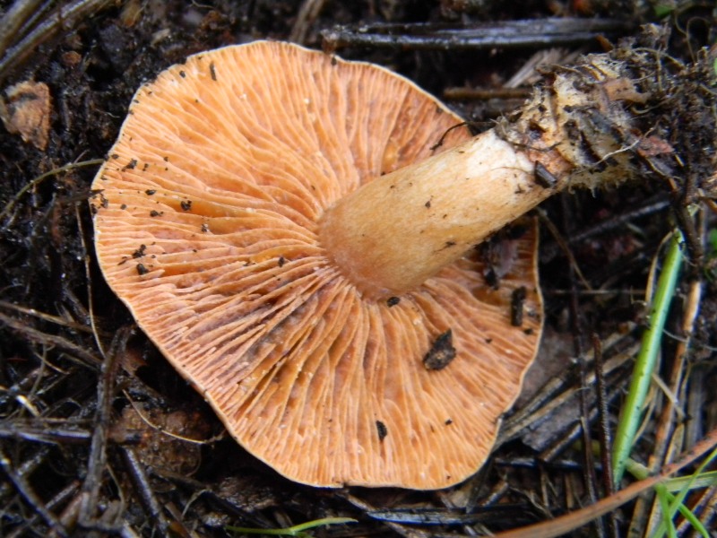 8) Fotog. il 18.01.2013. sotto pineta marina con Leccio