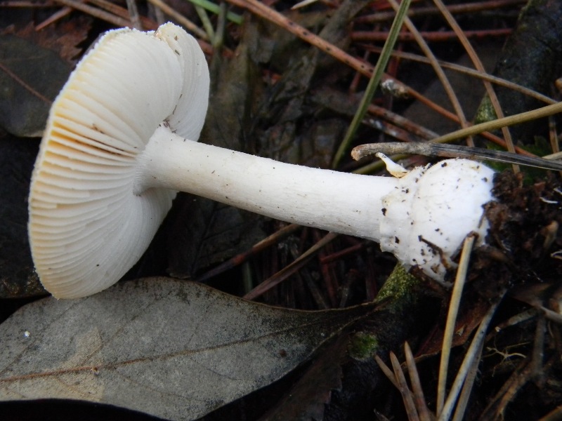 9) Fotogr. il 18.01.2013. sotto pineta marina con Leccio