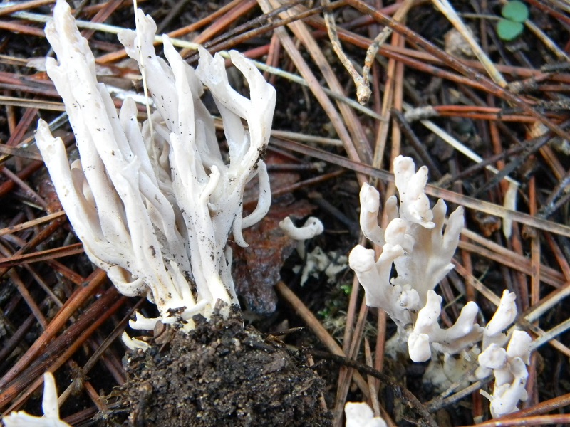 6)Fotogr.il 27.12.2014.sotto pineta con Leccio