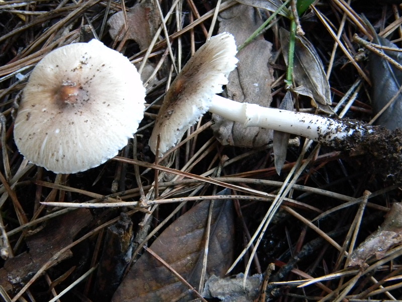 8) Fotogr.il 27.12.2014.sotto pineta con Leccio