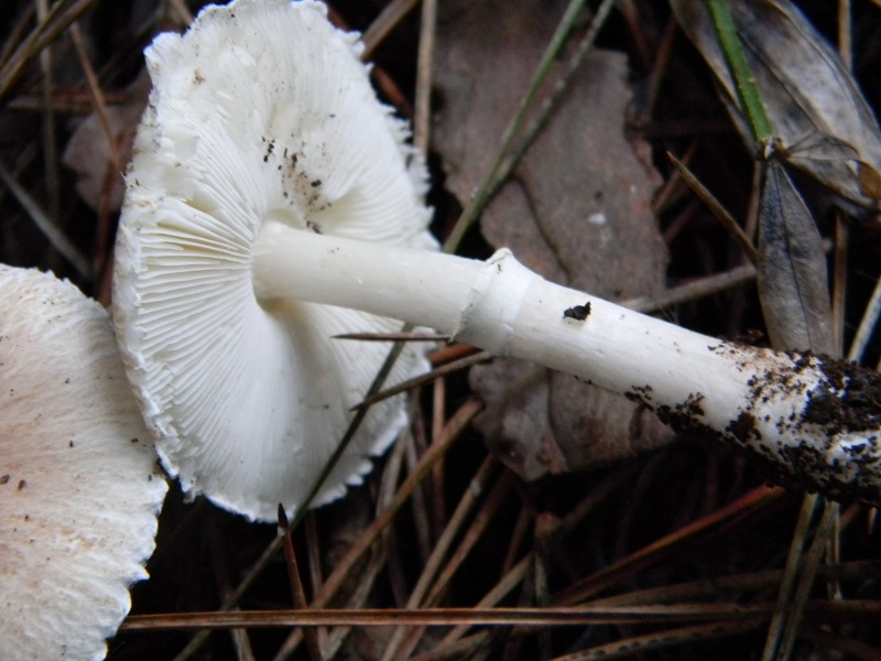 8) Fotogr.il 27.12.2014.sotto pineta con Leccio