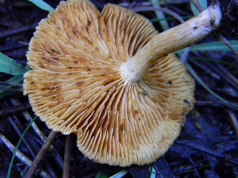 10) Fotogr. il 18.01.2013. sotto pineta marina con Leccio