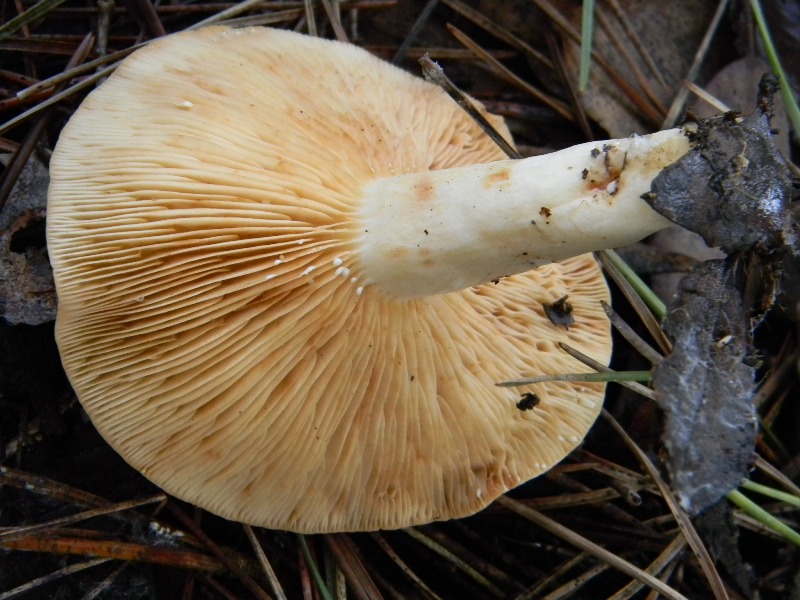 11) Fotogr. il 18.01.2013. sotto pineta marina con Leccio