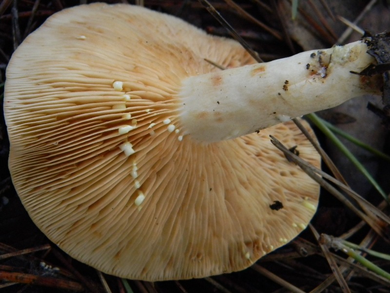 11) Fotogr. il 18.01.2013. sotto pineta marina con Leccio