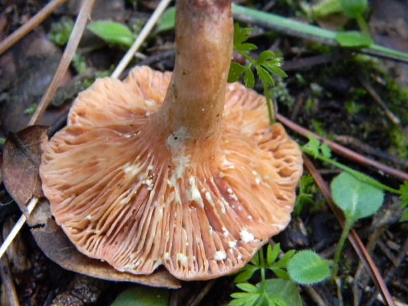 12) Fotogr. il 18.01.2013. sotto pineta marina con Leccio