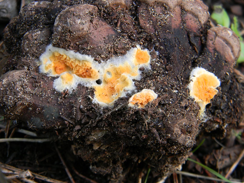 9) Fotogr.il 27.12.2014.sotto pineta con Leccio lign.di pigna