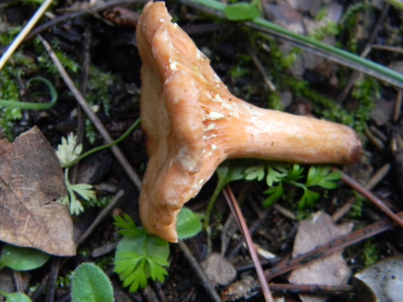 12) Fotogr. il 18.01.2013. sotto pineta marina con Leccio